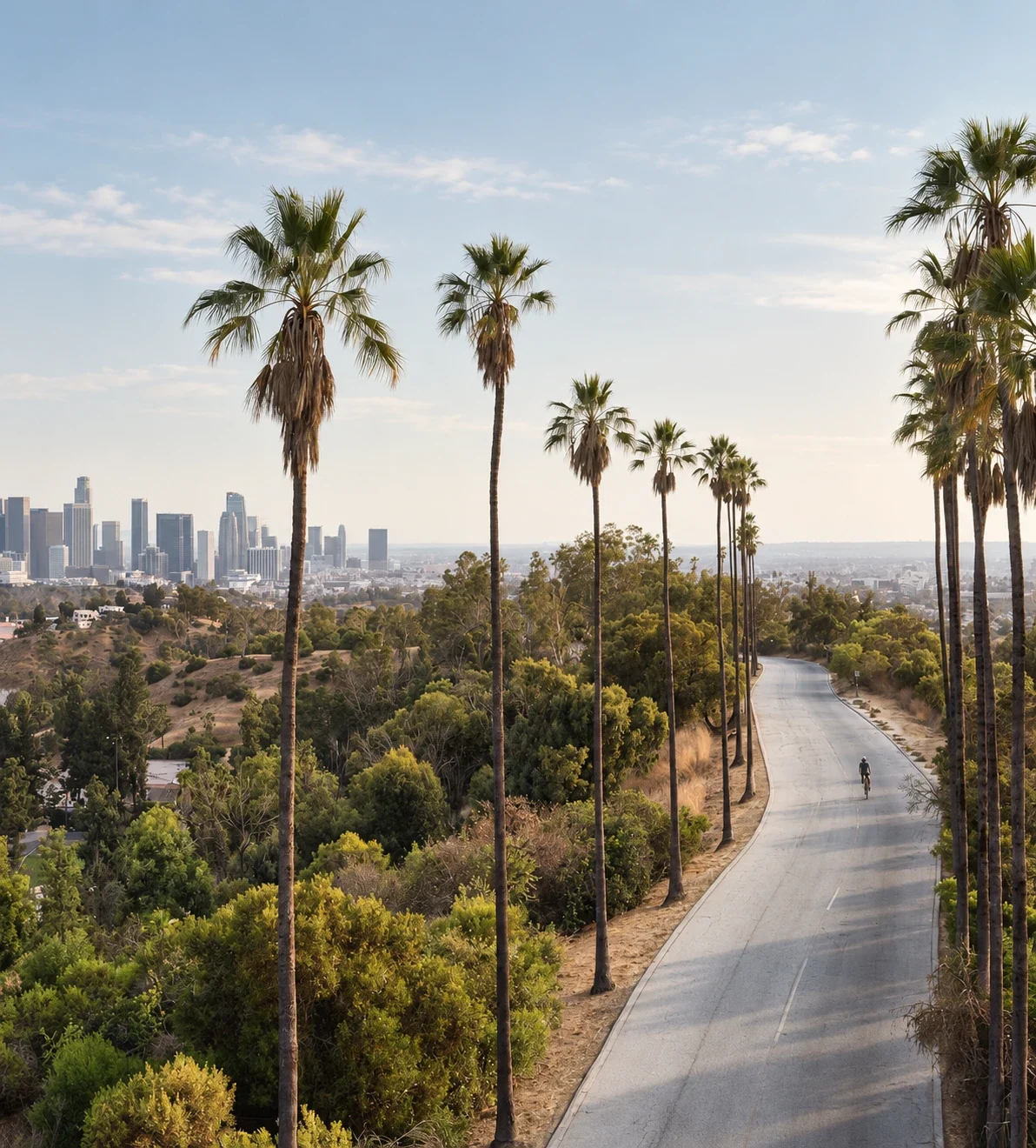 Palm trees along a road above Los Angeles, with the downtown skyline
